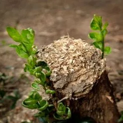 Doff Tree Stump And Tough Weed Killer 2 Sachets F-FG-002-DOF -CLEANING PRODUCTS Shop doff tree stump and tough weed killer f fg 002 dof stump growing 800x800 1