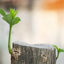 Doff Tree Stump And Tough Weed Killer 2 Sachets F-FG-002-DOF -CLEANING PRODUCTS Shop doff tree stump and tough weed killer f fg 002 dof tree stump re growing 800x800 1