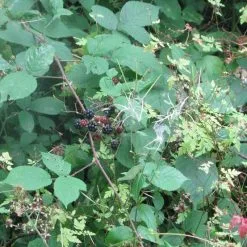 Doff WeedOut Weedkiller Extra Tough Weed Killer 2 X Sachets F-FC-002-DOF -CLEANING PRODUCTS Shop doff weed out extra tough weed killer brambles 800x800 4