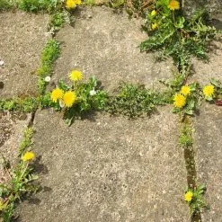 Doff WeedOut Weedkiller Extra Tough Concentrate Weed Killer 1 Litre F-FC-A00-DOF -CLEANING PRODUCTS Shop doff weed out extra tough weed killer dandelions 800x800 3