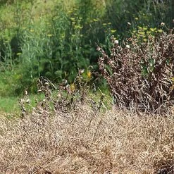 Doff WeedOut Weed Killer Extra Tough Concentrate 3 Litre Spray F-FQ-C00-DOF -CLEANING PRODUCTS Shop doff weed out extra tough weed killer sprayable 800x800 1