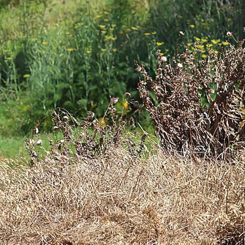 Doff Weedout Extra Tough Weedkiller RTU Spray Weed Killer 1 Litre F-FQ-A00-DOF 10 Doff Weedout Extra Tough Weedkiller RTU Spray Weed Killer 1 Litre F-FQ-A00-DOF - Image 8