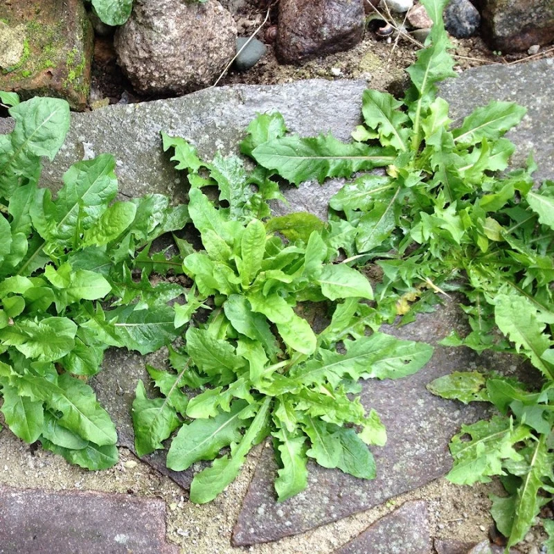 Doff Concentrate Path & Patio Weedkiller Weed Killer 3 Sachet FFT003DOF 9 Doff Concentrate Path & Patio Weedkiller Weed Killer 3 Sachet FFT003DOF - Image 7