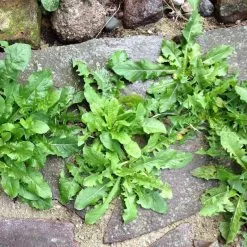 Doff Green Fingers Liquid Weed Killer Concentrate 800ml F-FK-800-DGF -CLEANING PRODUCTS Shop doff weedkiller rockery 800x800 3