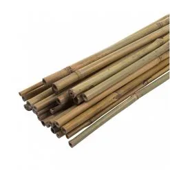 Green Blade Garden And House Plant Natural Bamboo Support 600mm X10 PS210 11 Green Blade Garden And House Plant Natural Bamboo Support 600mm X10 PS210 -CLEANING PRODUCTS Shop green blade ps211 garden plant flower support 600mm ps210 1a 800x800 1