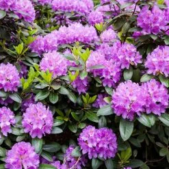 Doff Azalea Camellia & Rhododendron Ericaceous Plant Liquid Feed 1L 10 Doff Azalea Camellia & Rhododendron Ericaceous Plant Liquid Feed 1L -CLEANING PRODUCTS Shop rhododendron bush 800x800 1