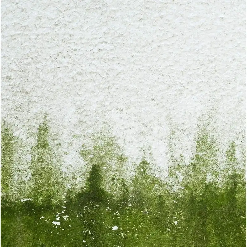 Sika Mould Buster Concentrate Kills Moss Algae Mould 5 Litre SKMBUST5 3 Sika Mould Buster Concentrate Kills Moss Algae Mould 5 Litre SKMBUST5 - Image 2